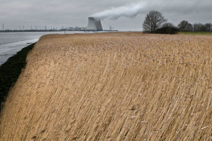 De Schelde bij Lillo